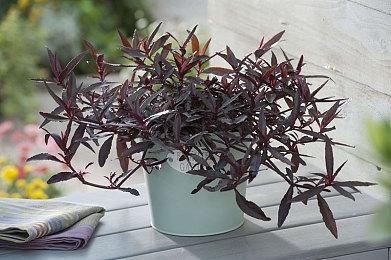 《暗黑4》“免费”后在线峰值翻倍 卡门只需修改Host